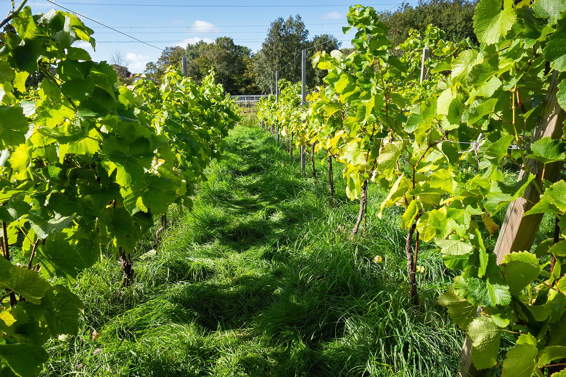 Rows of grapevines in a vineyard at harvest time