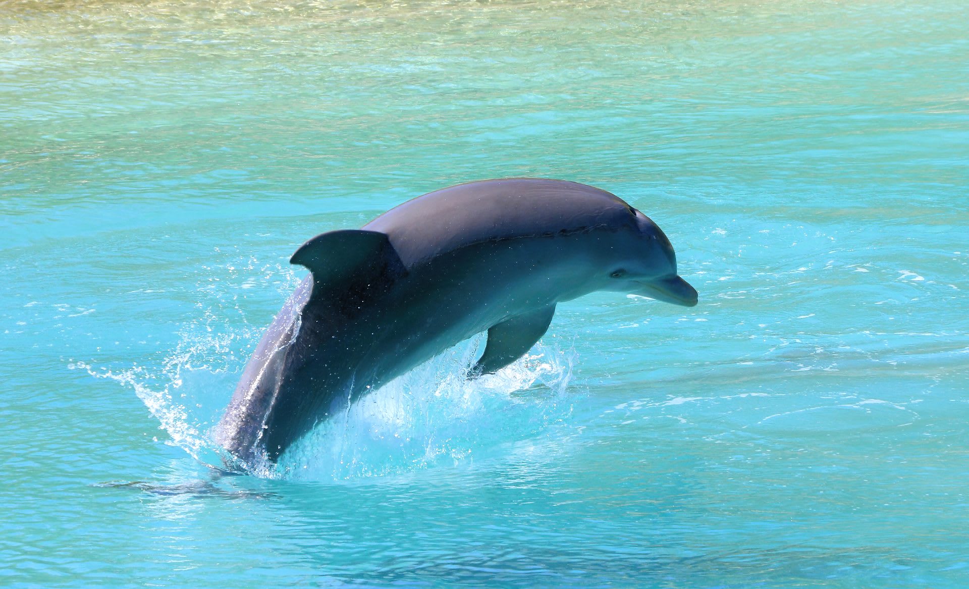 A bottlenose dolphin at the Blue Lagoon Island dolphin encounter facility near Nassau