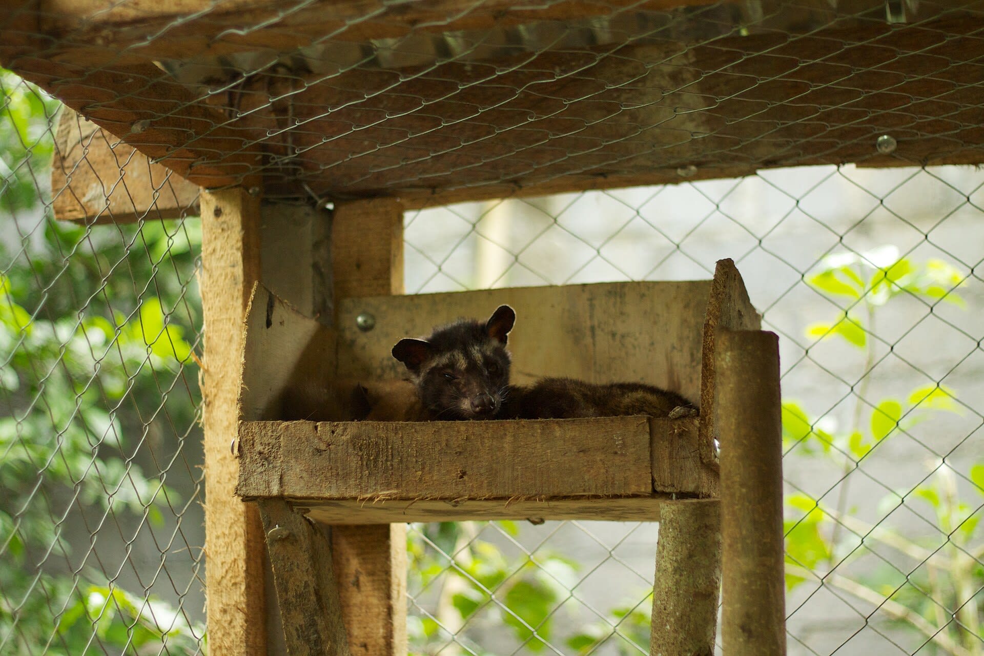 Coffee producer display in Ubud, Bali featuring luwak civet coffee