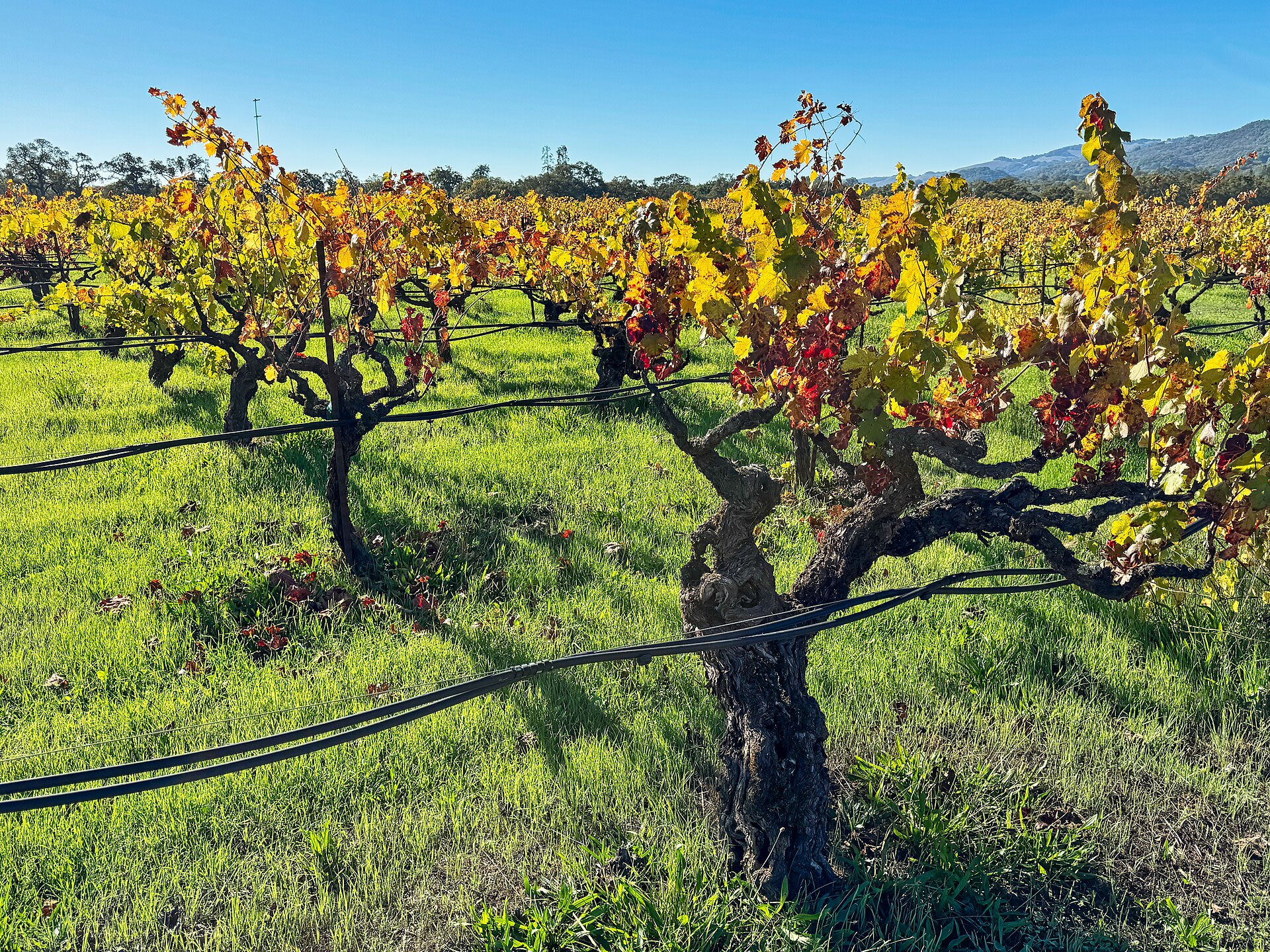 Sonoma