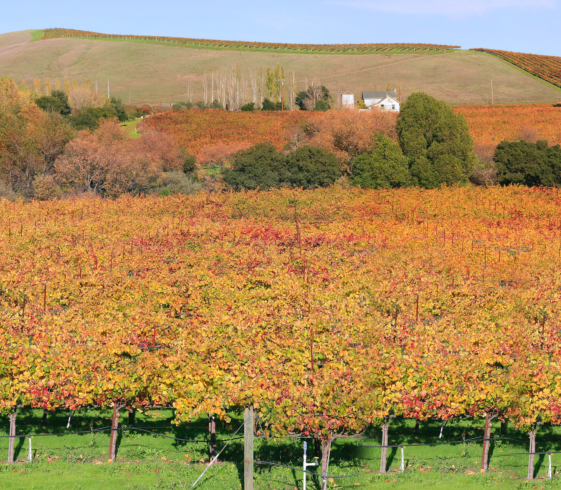 Vineyard and winery in Napa Valley