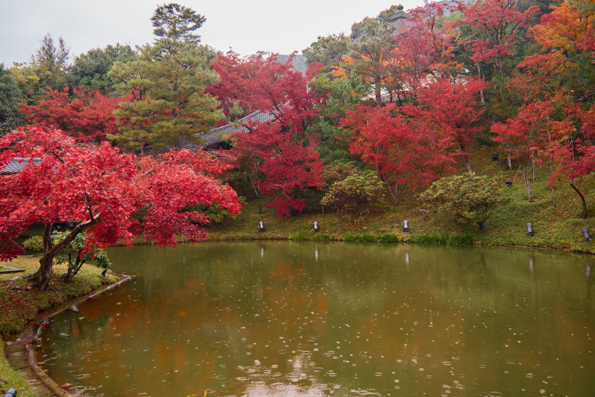 Kodai-ji's garden pond framed by autumn maple foliage