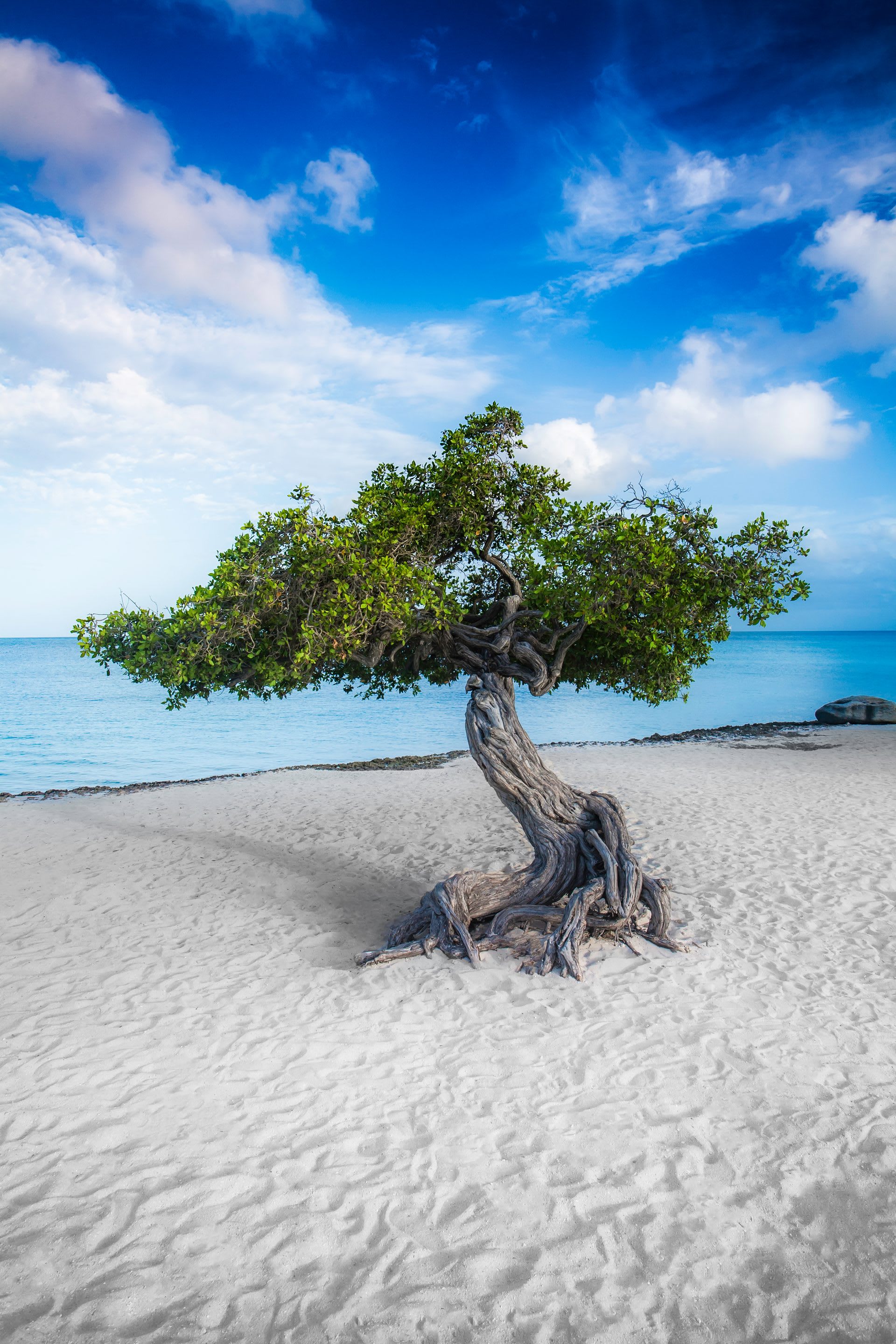Wind-sculpted fofoti tree on the sand at Eagle Beach, Aruba