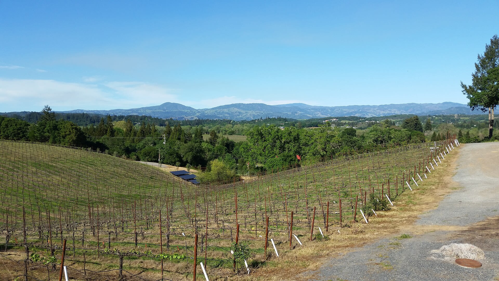 Vineyards in Dry Creek Valley near Healdsburg
