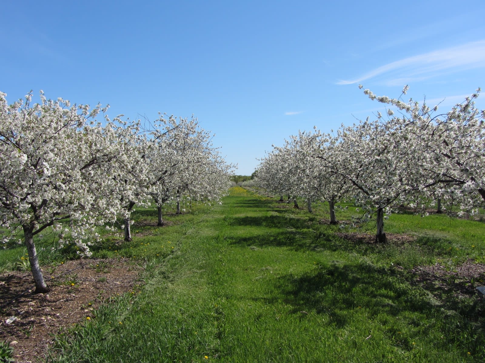 Lautenbach's orchard in Door County in spring bloom