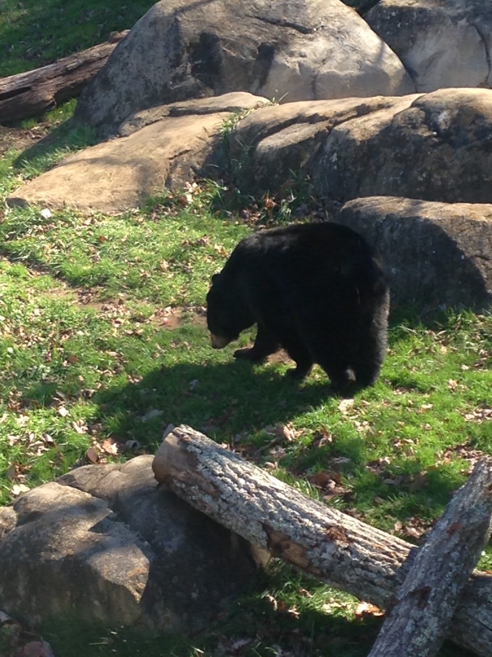 An American black bear at the Western North Carolina Nature Center