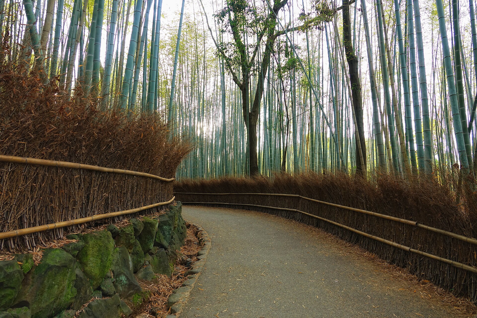 Arashiyama: Bamboo Grove, Tenryu-ji & the Monkey Park