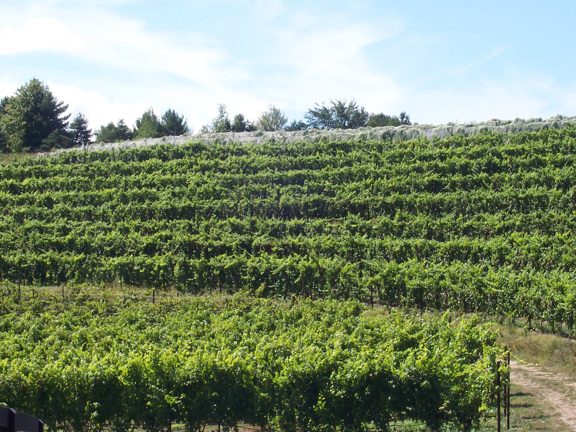 Vineyard on the Leelanau Peninsula