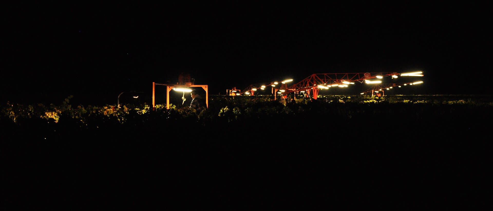 Night harvest of wine grapes in Napa