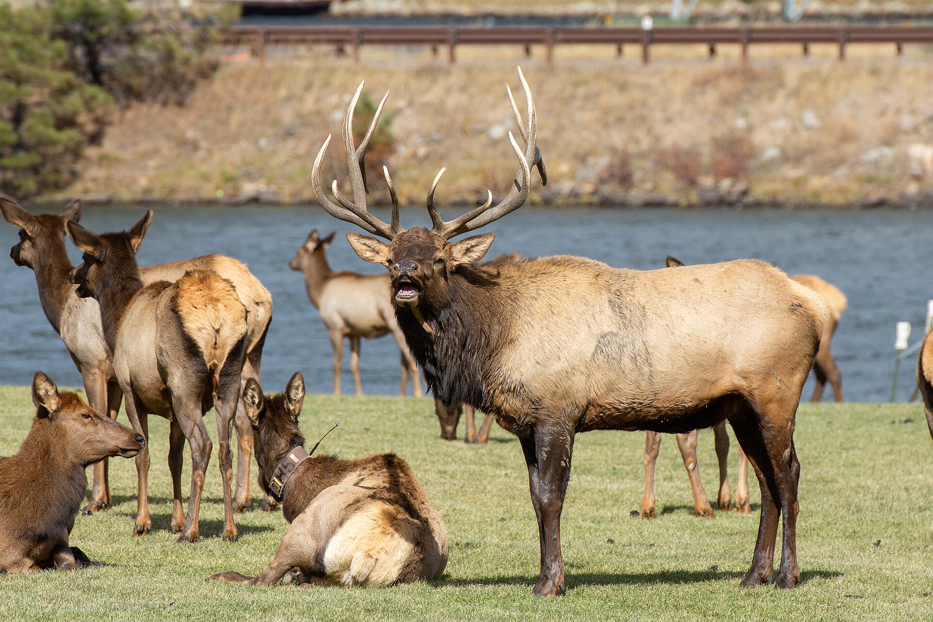 Elk in Estes Park during the fall rut season