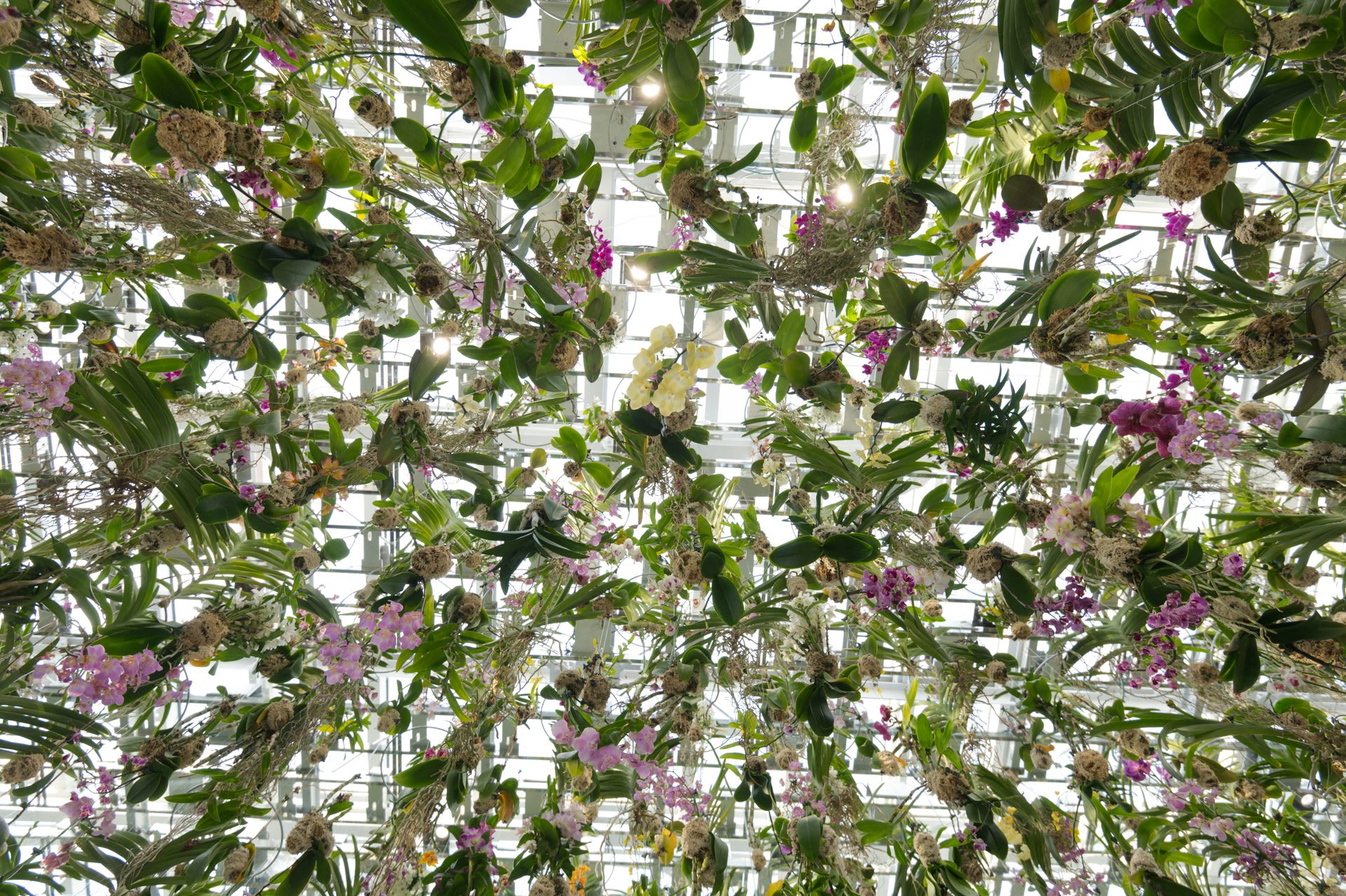 Live orchids suspended overhead in teamLab Planets' Floating Flower Garden