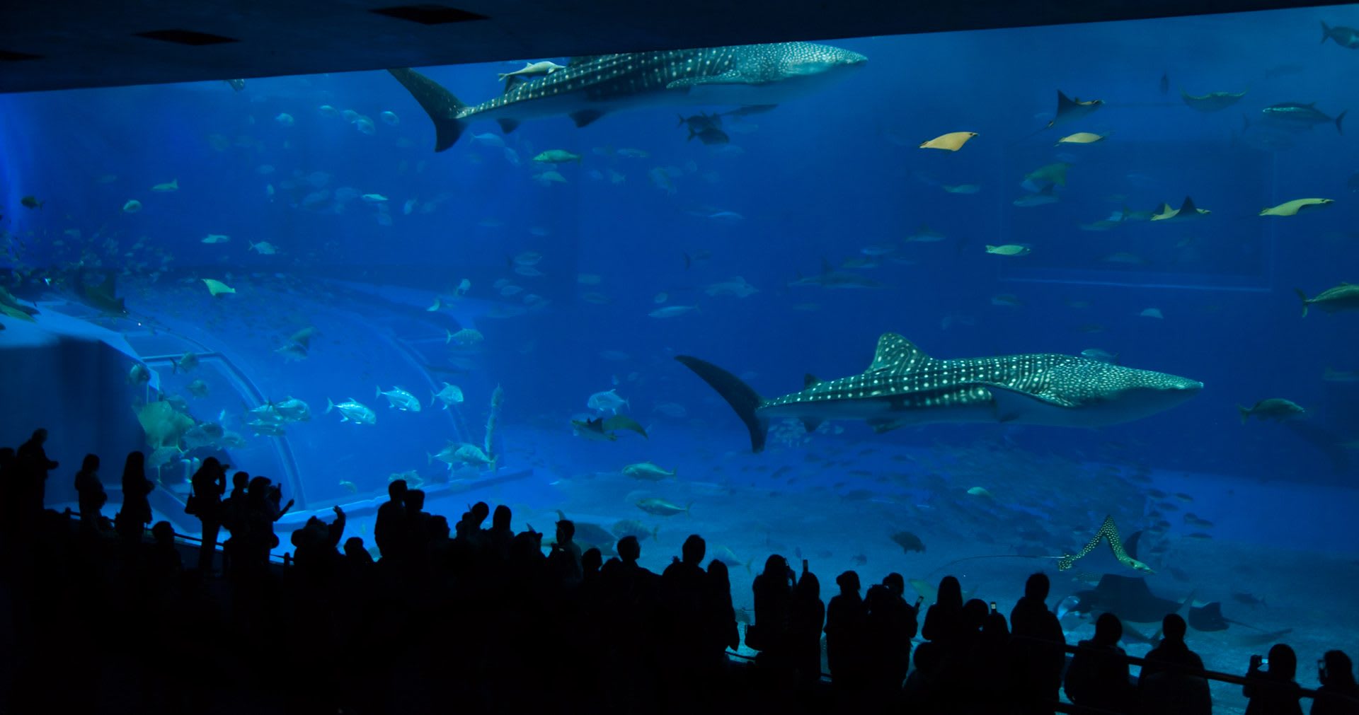 Whale sharks and manta rays in the Kuroshio Sea tank at Okinawa Churaumi Aquarium