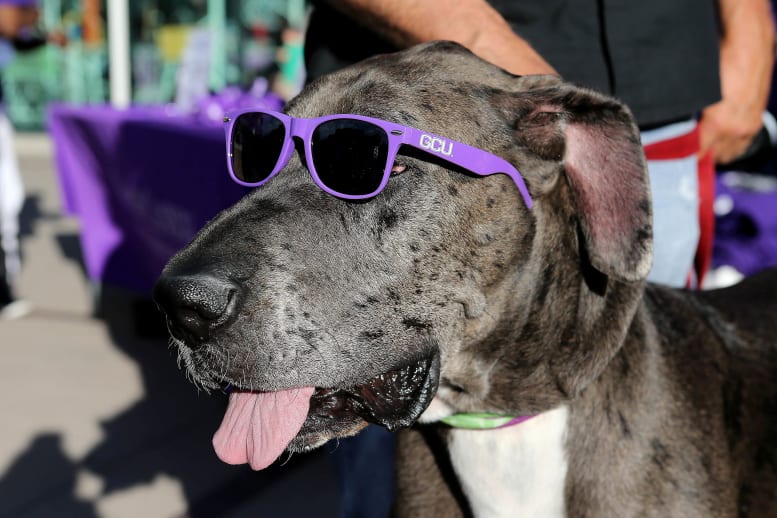 Dog wearing GCU sunglasses