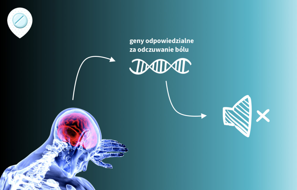 Który Płat Odpowiada Za Odczuwanie Dotyku Czy za odczuwanie bólu odpowiada jakiś konkretny gen, który można