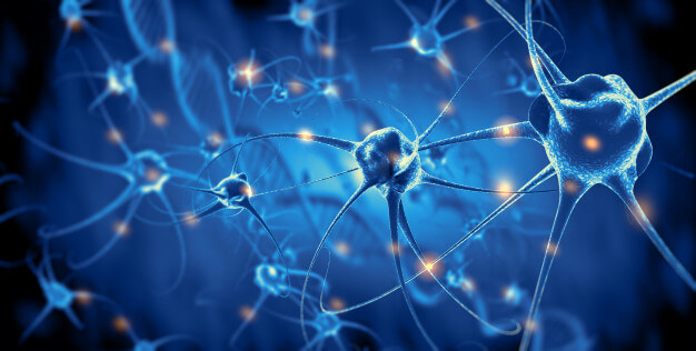 neurons network