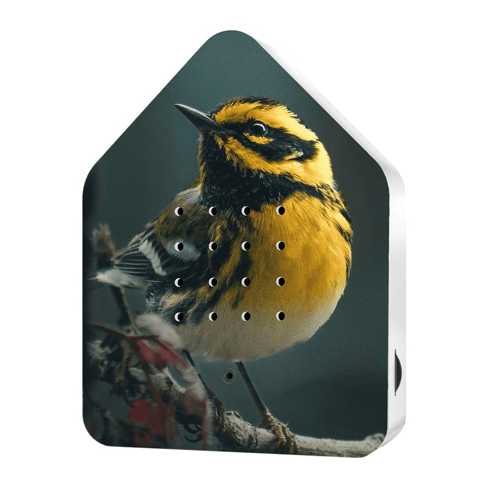 Zwitscherbox Birdybox vogelhuisje online bestellen en kopen - Melting Pot Amsterdam Zwitscherbox Birdybox vogelhuisje online bestellen en kopen - Melting Pot Amsterdam