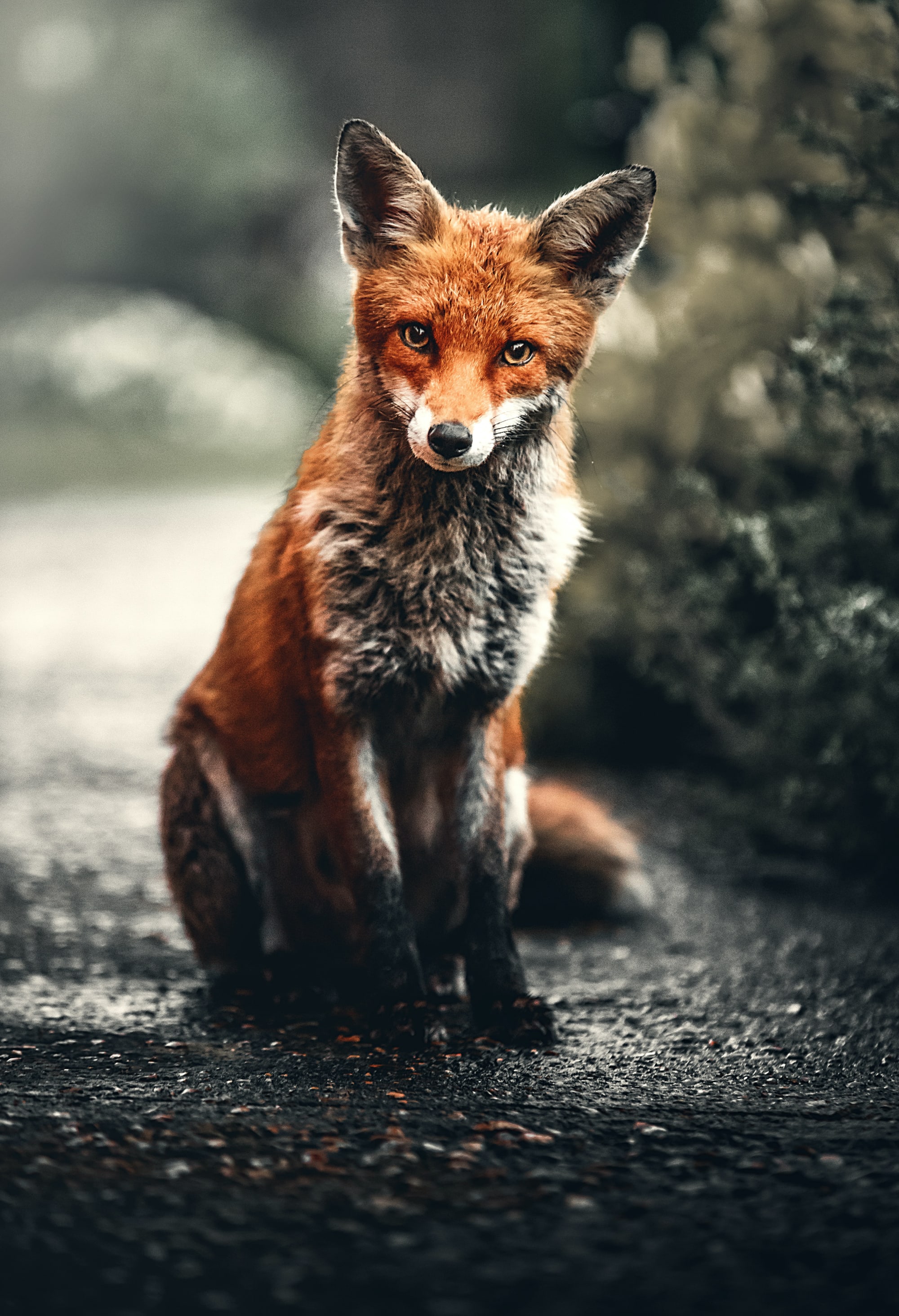 Ein Fuchs