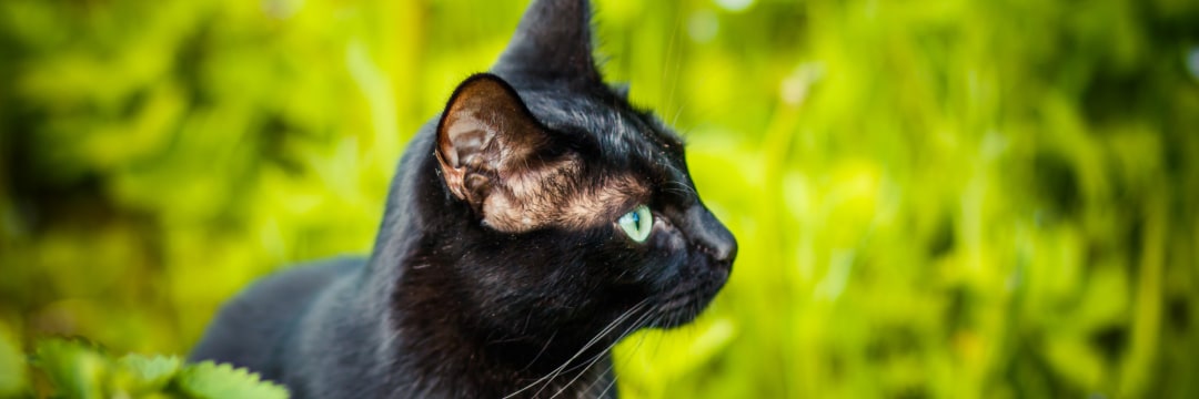 愛されし者 猫 片目 細める 画像ブログ