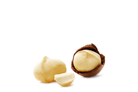 Macadamia Nut_ing1