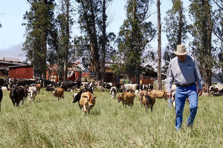 A farmer walking next to some cows