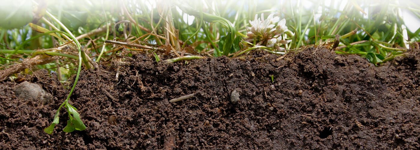 Young seedlings growing in a soil
