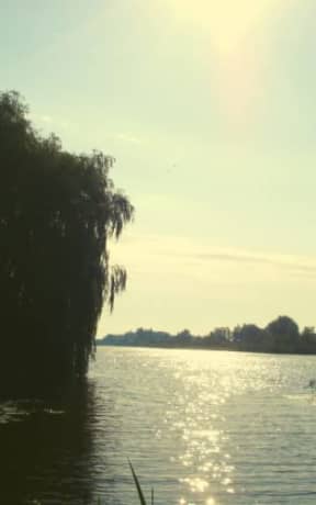Summer Shimmer - Weeping Willow: blank page art notebook, by Purple Willow Books