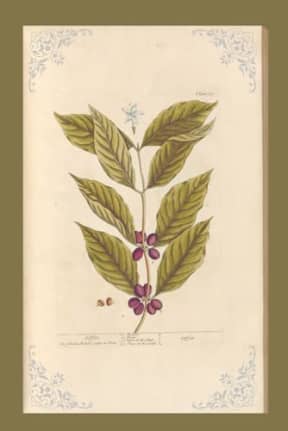 Vintage Bean Plant Illustration Blank Notebook Journal Lined, by Amanda Nevius