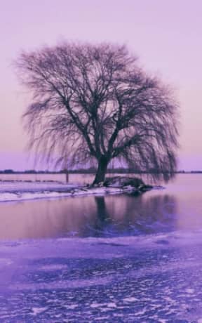 Winter Ice - Weeping Willow art notebook: 150 blank page, by Purple Willow Notebooks