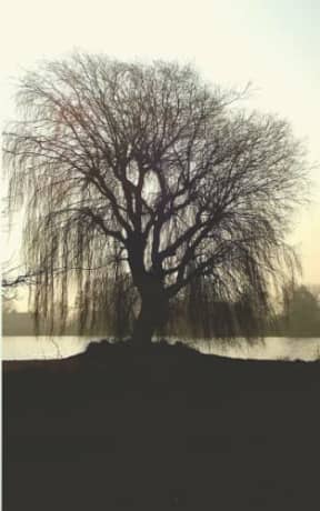Winter Glow - Weeping Willow: lined paper notebook, by Purple Willow Books