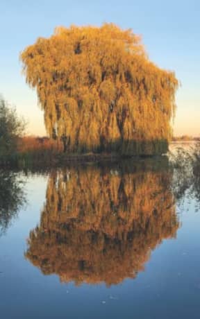 Autumn Shine - Weeping Willow: blank page art notebook, by Purple Willow Books