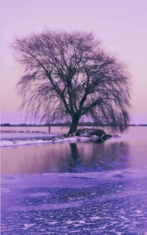 Winter Ice - Weeping Willow: lined paper notebook, by Purple Willow Books