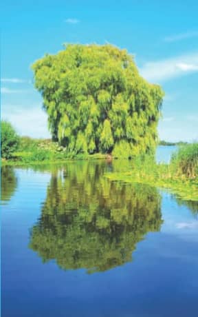 Summer Warmth - Weeping Willow: blank page art notebook, by Purple Willow Books