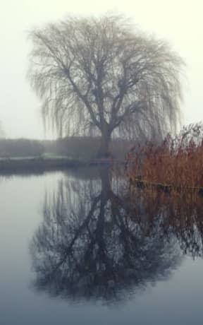Winter Mist - Weeping Willow: lined paper notebook, by Purple Willow Books