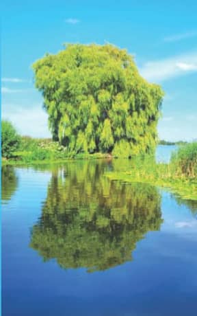 Summer Warmth - Weeping Willow: lined paper notebook, by Purple Willow Books