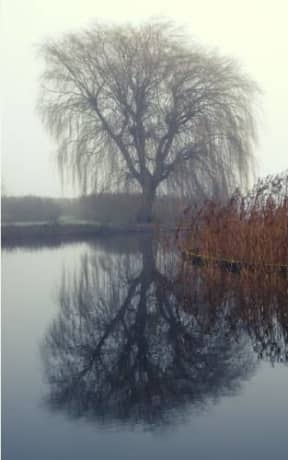 Winter Mist - Weeping Willow: blank page art notebook, by Purple Willow Books