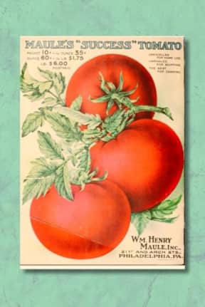 Vintage Success Tomato Seed Packet Notebook, by Amanda Nevius