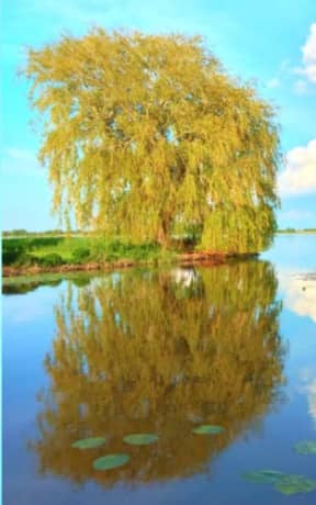 Spring Sky - Weeping Willow: lined paper notebook, by Purple Willow Books