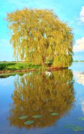 Spring Sky - Weeping Willow: blank page art notebook, by Purple Willow Books