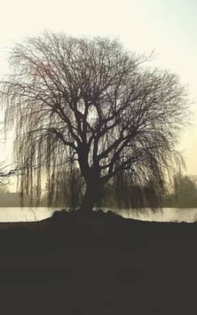 Winter Glow - Weeping Willow: blank page art notebook, by Purple Willow Books