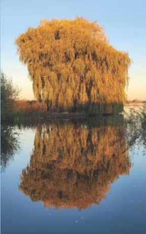 Autumn Shine - Weeping Willow: lined paper notebook, by Purple Willow Books