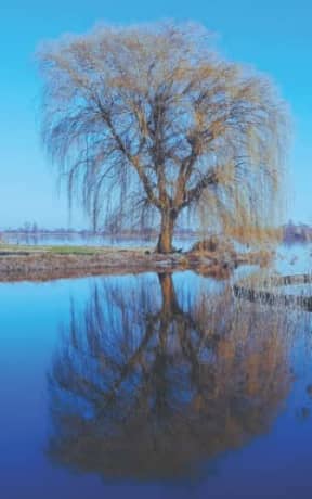 Winter Blue - Weeping Willow: lined paper notebook, by Purple Willow Books