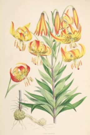 Vintage Yellow and Red Lilies Floral Botany Illustration Blank Notebook Journal Lined, by Amanda Nevius Notebooks