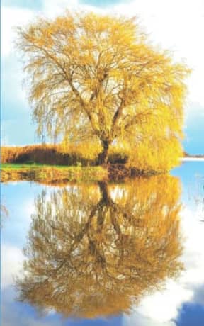 Spring Blue - Weeping Willow: blank page art notebook, by Purple Willow Books
