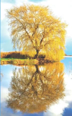 Spring Blue - Weeping Willow: lined paper notebook, by Purple Willow Books