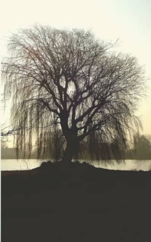 Winter Glow - Weeping Willow: lined paper notebook, by Purple Willow Books
