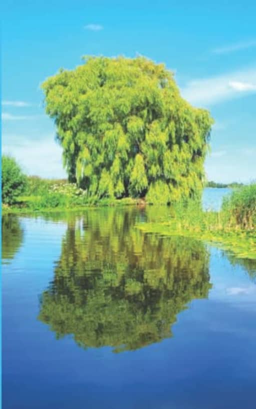 Summer Warmth - Weeping Willow: lined paper notebook, by Purple Willow Books