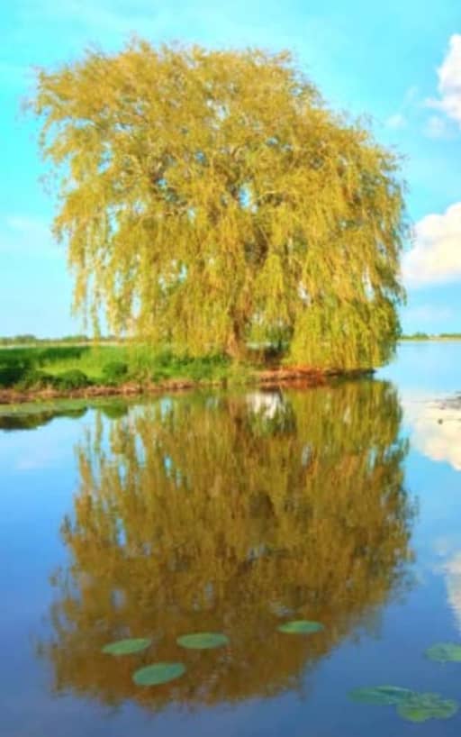 Spring Sky - Weeping Willow: blank page art notebook, by Purple Willow Books