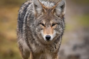Missouri Gives Coyote Hunters Eight More Months to Use Night Vision