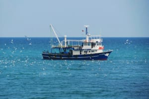 Great Lakes Fisheries End Decades of Throwing Away Fish Parts