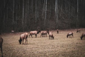 Elk Overflow Forces Drastic State Action